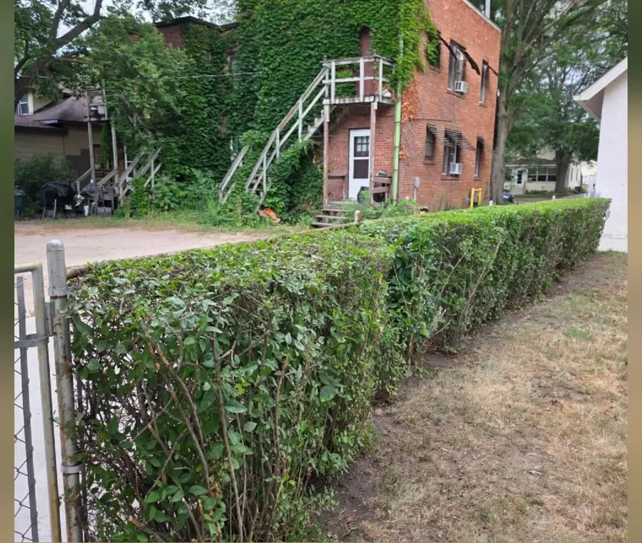 The same hedge trimmed back neatly beside the brick building, after