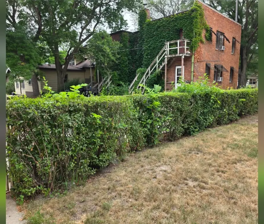 An overgrown hedge along the side of a brick building, before trimming