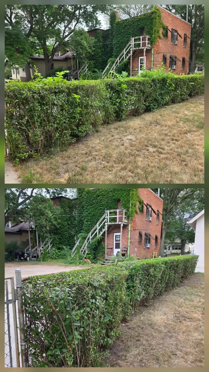 A long hedge along a driveway, shaggy before and squared off after trimming