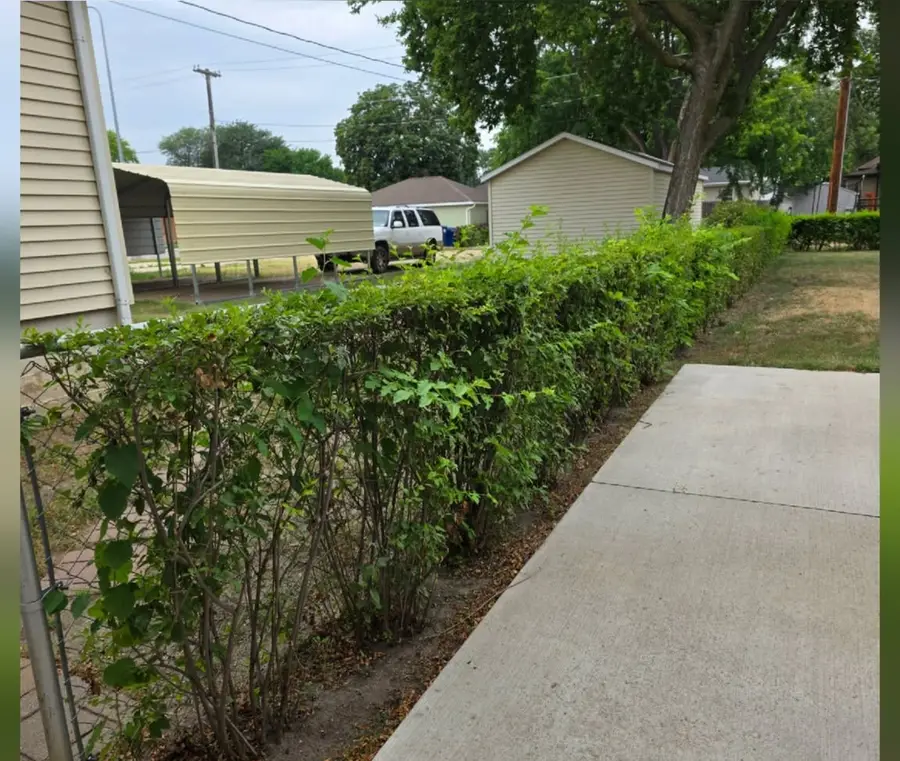 A shaggy hedge leaning out over a concrete walkway, before trimming